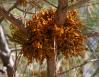 Parasitic Dwarf Mistletoe #02, Foothills Pine, central CA
