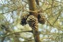 Pine cones, Kangaroo Island, Australia