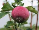 Crabapple, Stony Plain, Alberta