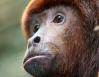Male Howler Monkey, Dallas World Aquarium, TX