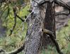 Woodpeckers nesting, Yosemite National Park, CA