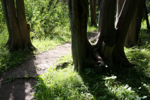 Cedar, Stony Swamp trail, Ottawa, Ontario