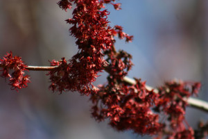 February Maple flowers budding, NE Texas